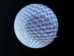 Asset Image